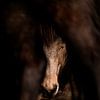 Cheval dans l'ombre, protégé par le silence sur Femke Ketelaar