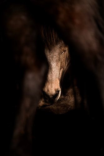Horse in Shadow Sheltered in Silence by Femke Ketelaar