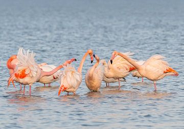 Flamingo’s in Nederland van Lies Bakker