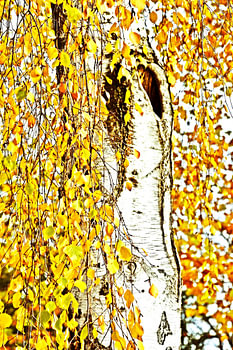 goldenen Birkenblättern