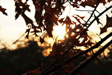 Le soleil d'automne sur Marije Zwart
