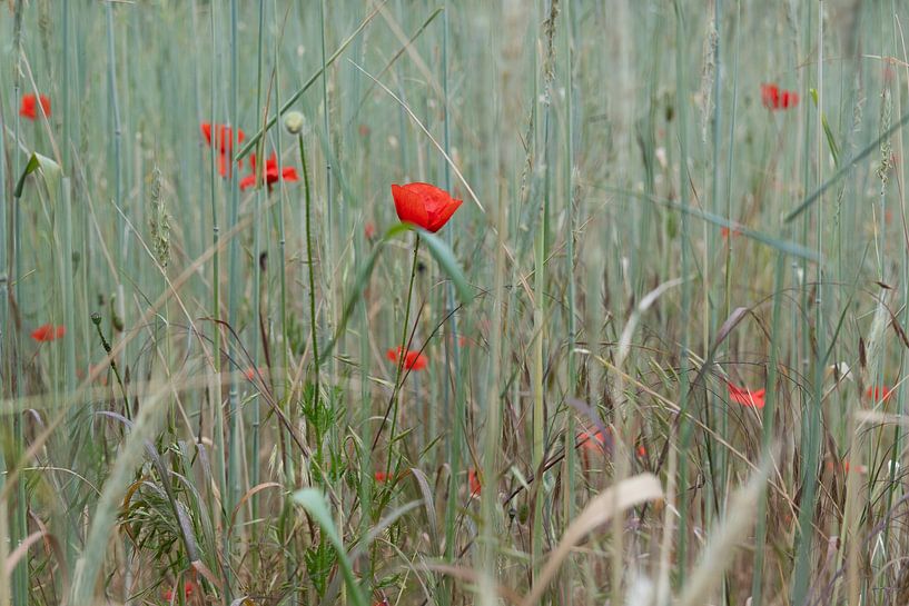 Poppies in the field by Anita Visschers