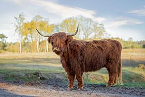 Schottischer Hochlandbewohner in der Heide