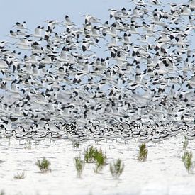 Avocettes sur les vasières sur Monika Wolters