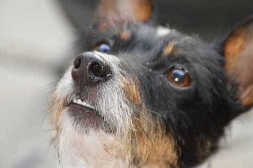 Close-up van onze Jack Russel