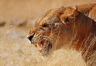 Ärgerliche Löwin - Afrika wildlife von W. Woyke Miniaturansicht