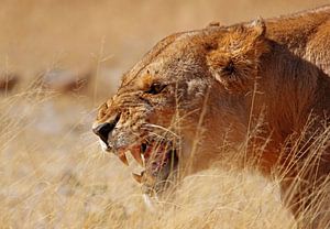 Ärgerliche Löwin - Afrika wildlife von W. Woyke