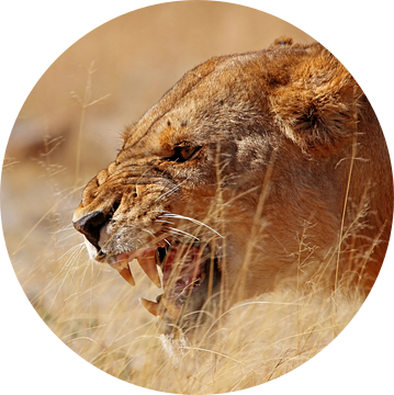 Vervelende leeuwin - Wilde dieren in Afrika van W. Woyke