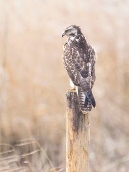 Buizerd op paal