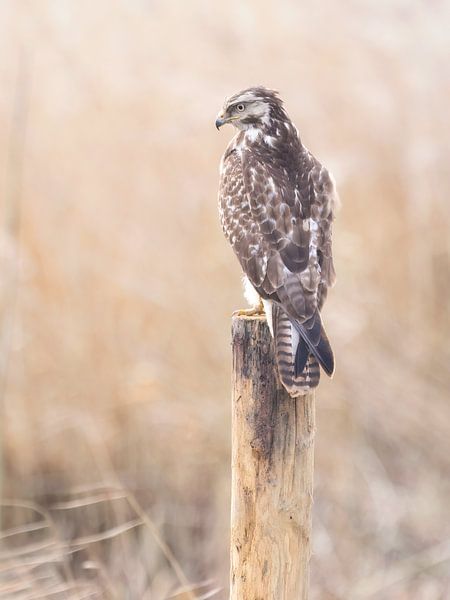 Buzzard on pole by Laurens de Waard