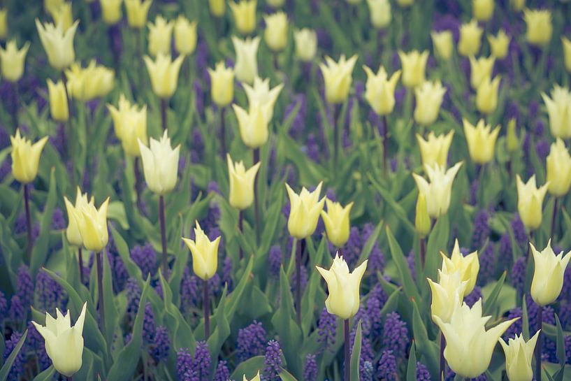 Blumengarten | Tulpen und blaue Trauben von Marianne Twijnstra