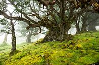 Oude boom in Fanal, Madeira par Michel van Kooten Aperçu