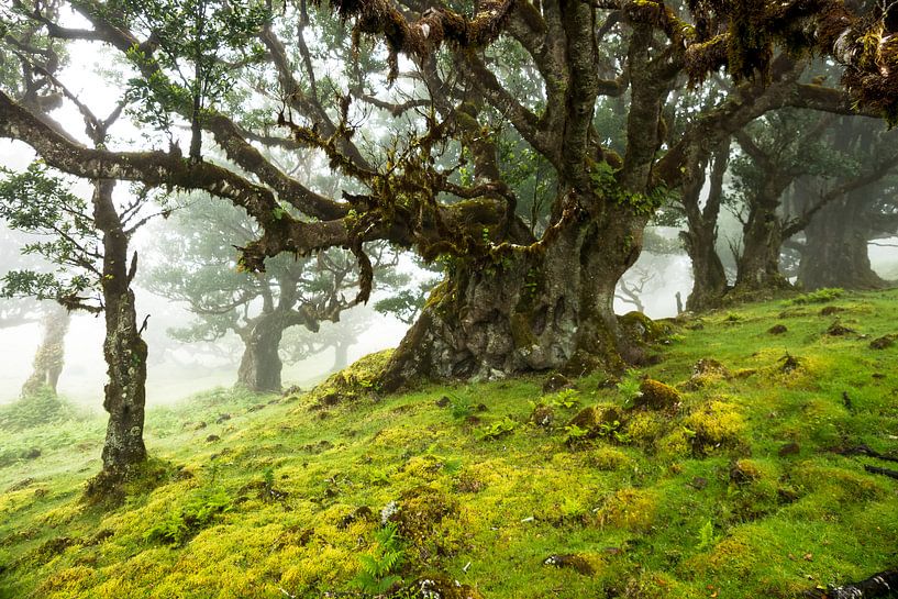 Oude boom in Fanal, Madeira van Michel van Kooten