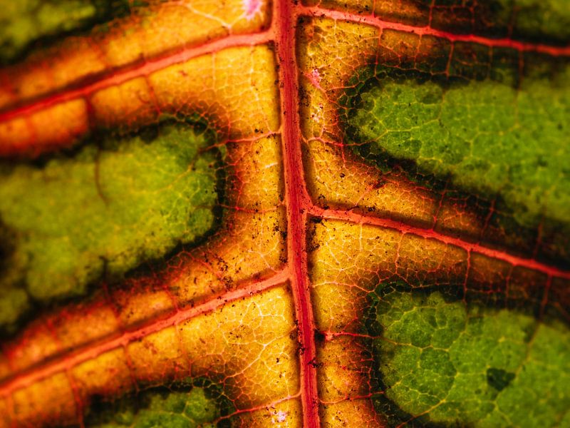 De kleuren van een herfstblad van Ruud Scherpenisse