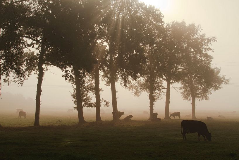 Kühe im Nebel von Sabina Meerman