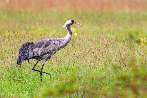 Ein Kranich, der im Frühling auf einem Feld ruht und frisst von Sjoerd van der Wal Fotografie