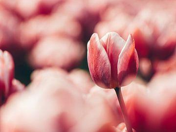 De roze tulp van Leonie Wagenaar