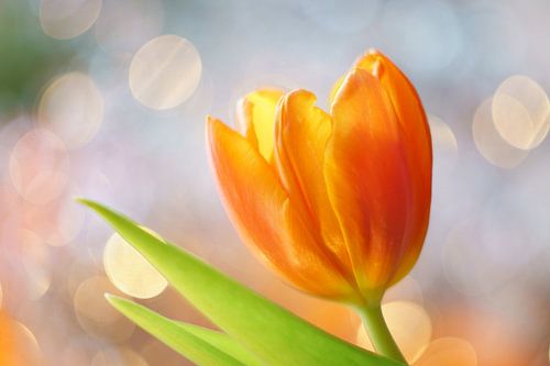 Tulp met vrolijke achtergrond