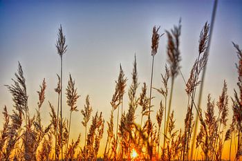 Lente zonsopkomst achter riet