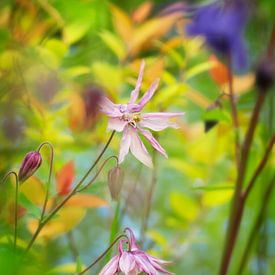 Pink Columbine in wild garden von Corinne Welp