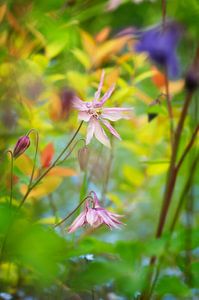 Ancolie rose dans un jardin sauvage