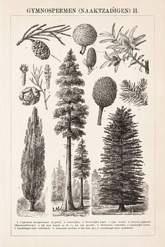 Antieke botanische prent Naaktzadigen II van Studio Wunderkammer