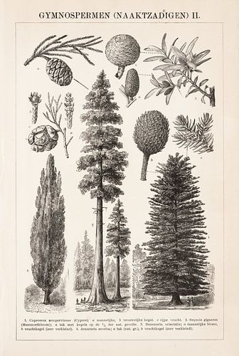Antieke botanische prent Naaktzadigen II