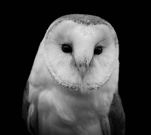 Portrait barn owl in black and white