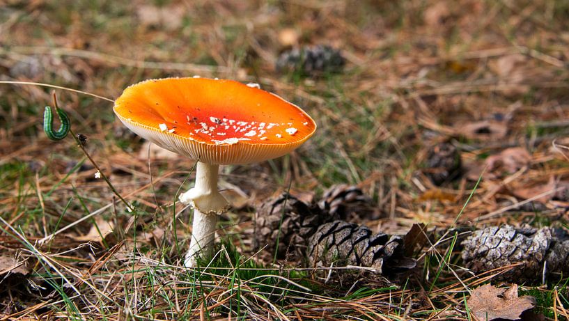 Amanita muscaria by ChrisWillemsen