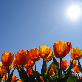 Oranje tulpen vanuit laag perspectief. van Bert de Boer