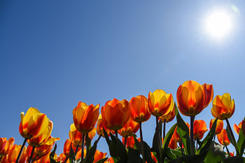 Des tulipes orange en perspective basse.