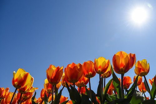 Oranje tulpen vanuit laag perspectief.