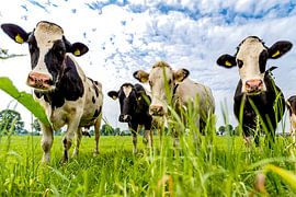 Curious Cows on  a Meadow with a cloudy sky by Richard Seijger