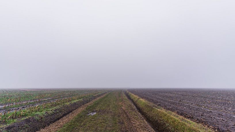 The Ash in the Mist. par zeilstrafotografie.nl