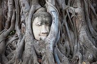 Boeddha hoofd in Boom (Wat Phra Mahathat)