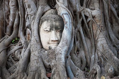 Buddha head in Tree (Wat Phra Mahathat)