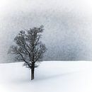 WINTER IDYLLE Lonely Tree van Melanie Viola thumbnail