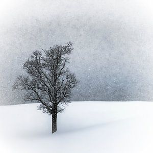 WINTERIDYLLE Einsamer Baum von Melanie Viola