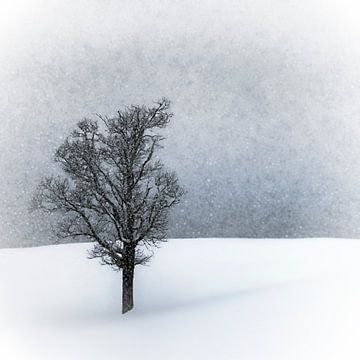 LONELY TREE Idyllic Winterlandscape van Melanie Viola