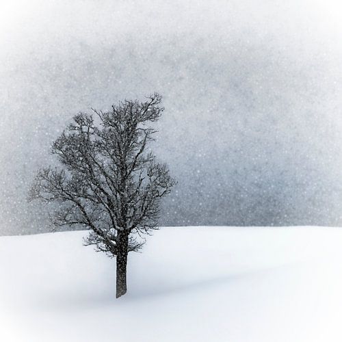 WINTER IDYLLE Lonely Tree
