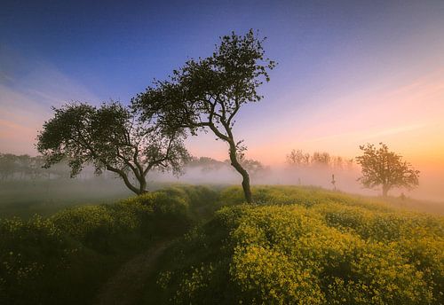 Sunrise at works on the Groeneweg.