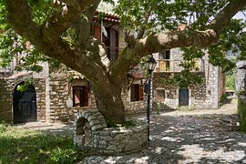 An ancient tree on a charming village square in an authentic stone mountain village by Cor de Hamer