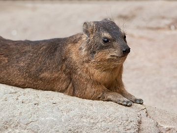 Woodchuck : Blijdorp Zoo by Loek Lobel