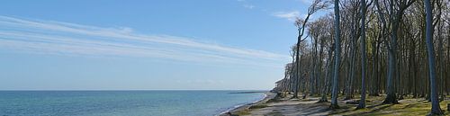 Old beech forest on the coast of the Baltic Sea near Nienhagen in spring, in Germany called Gespenst