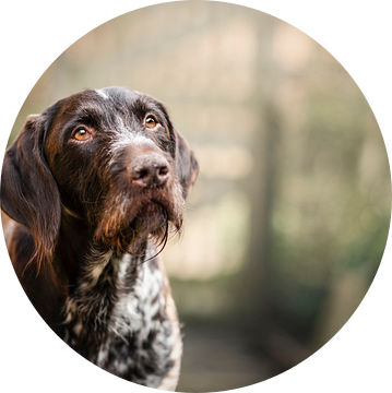 Portret van bruin schimmel Duitse staande hond van Elisabeth Vandepapeliere