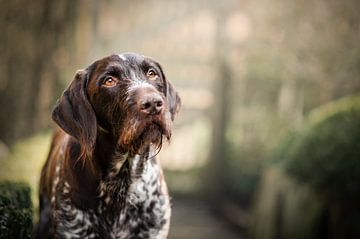 Portret van bruin schimmel Duitse staande hond van Elisabeth Vandepapeliere