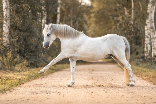 Paard Sierlijke Schoonheid Magisch Kleine Witte Pony