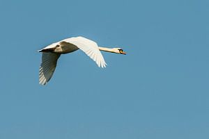 Zwaan in vlucht