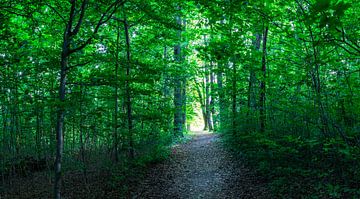 Panoramaansicht des Lichts am Ende des Weges im grünen Wald von Alex Winter