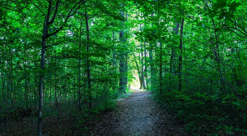 Panorama view of light at the end of path in green forest by Alex Winter